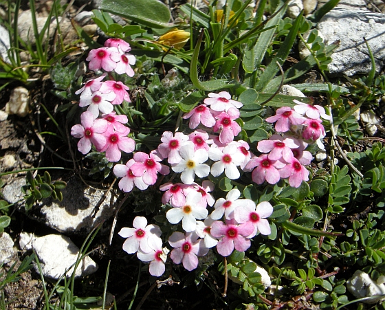 Androsace villosa /Androsace appenninica